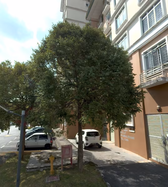 tree photo