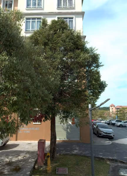 tree photo