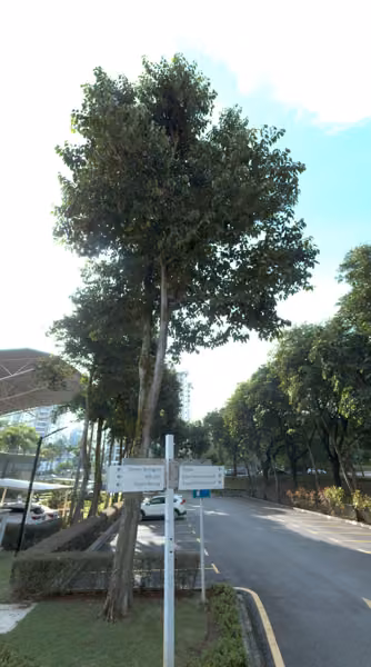 tree photo