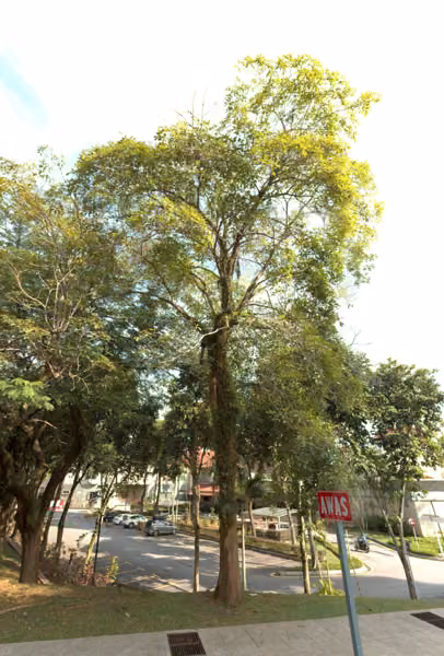 tree photo