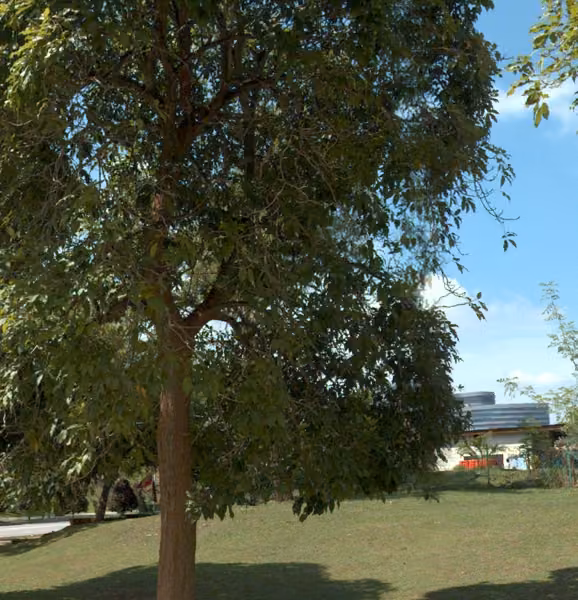 tree photo