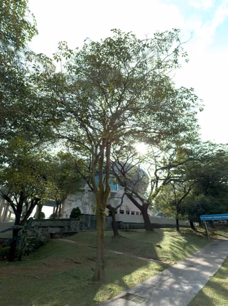 tree photo