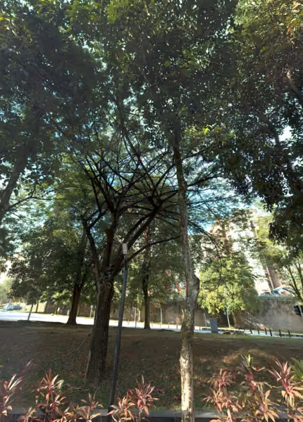 tree photo