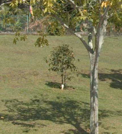 tree photo