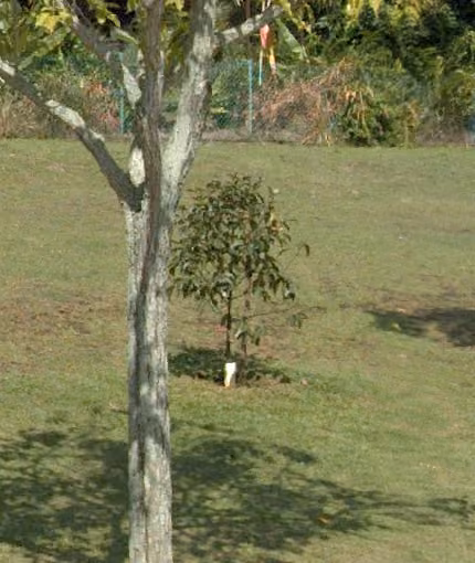 tree photo