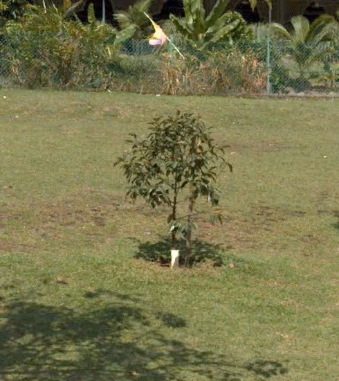 tree photo