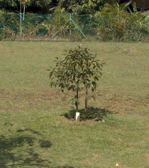 tree photo
