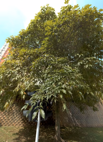 tree photo