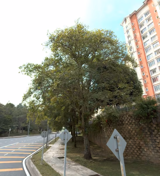 tree photo