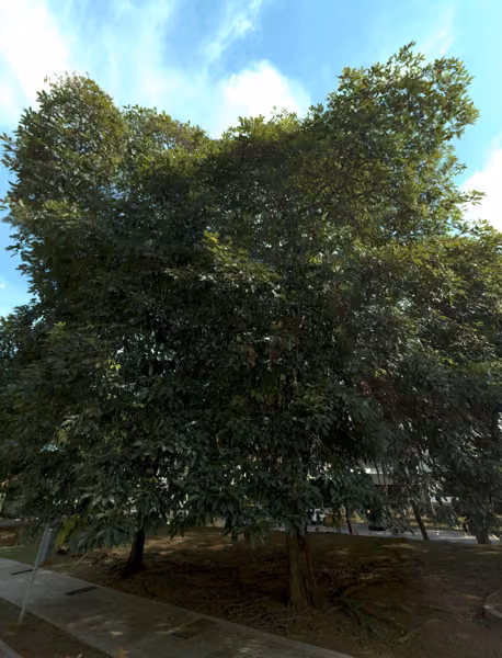 tree photo