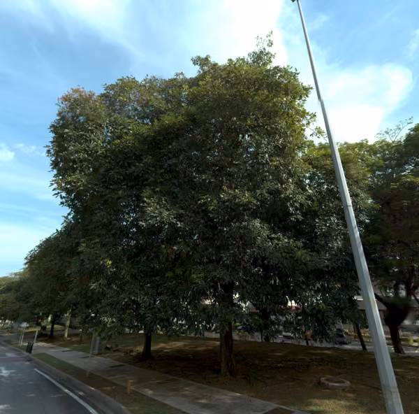 tree photo