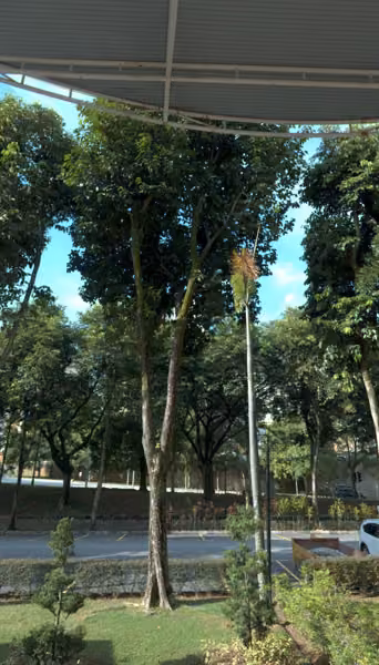 tree photo