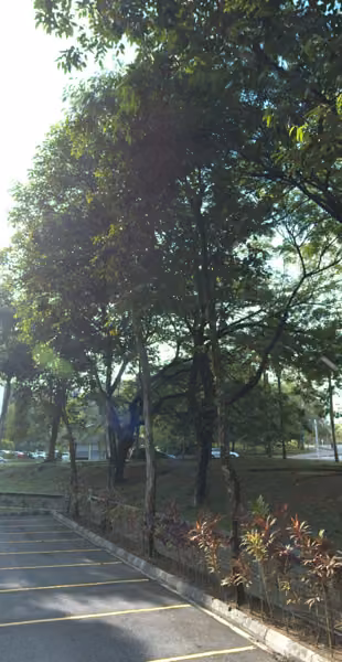tree photo