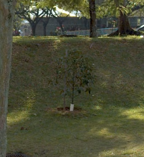 tree photo