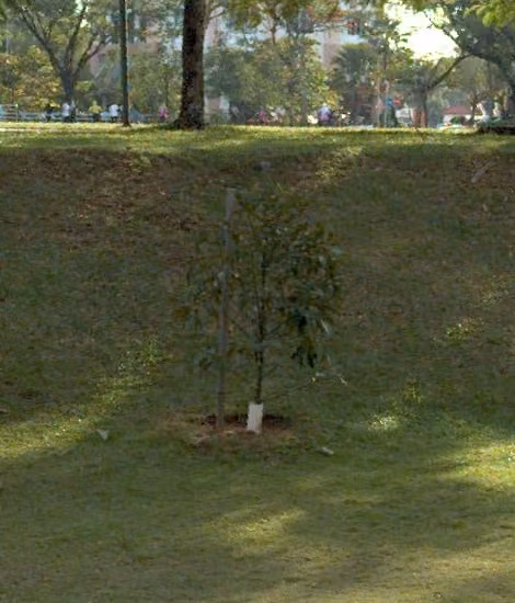 tree photo
