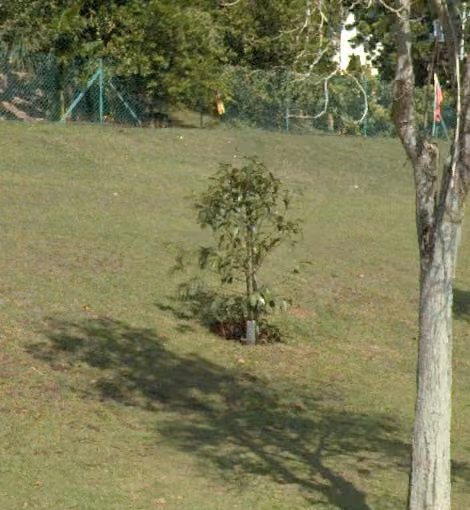tree photo