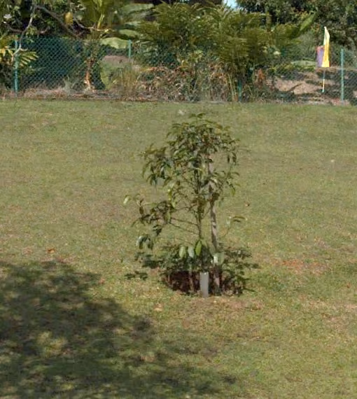 tree photo