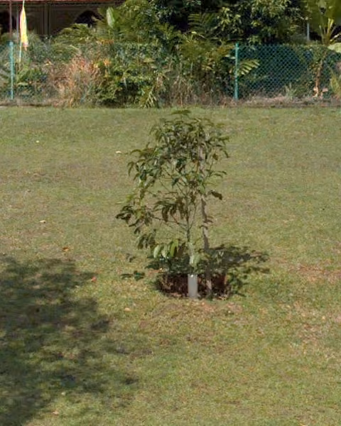 tree photo