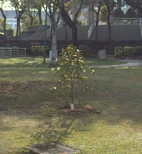 tree photo