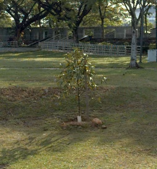 tree photo