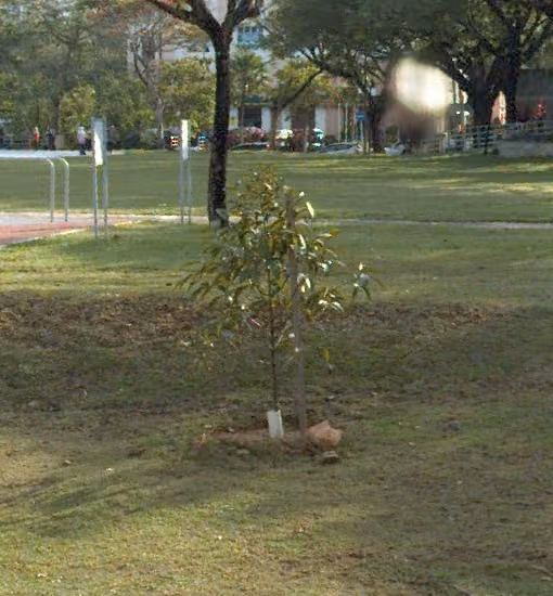 tree photo