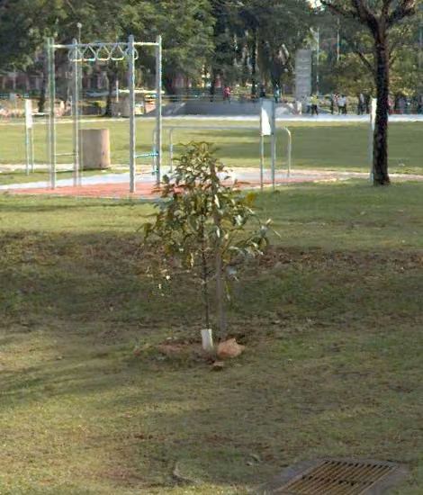 tree photo