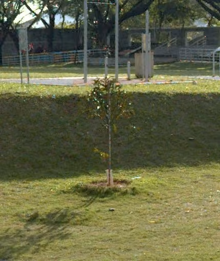 tree photo