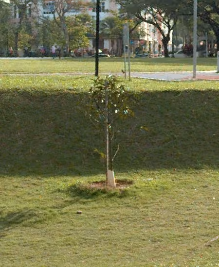 tree photo