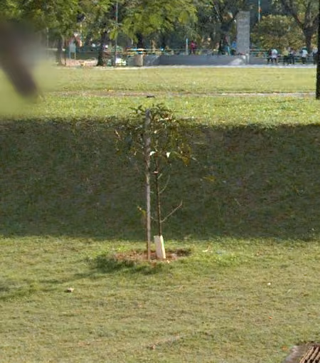 tree photo