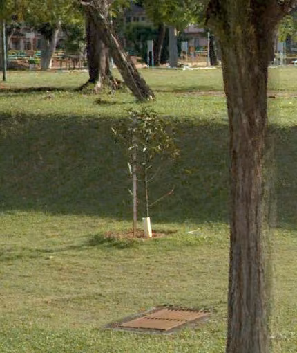 tree photo
