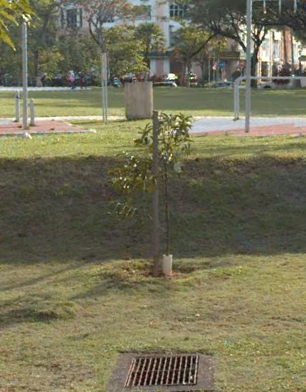 tree photo