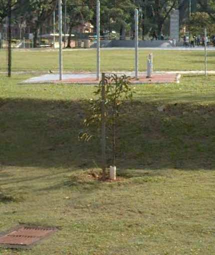tree photo