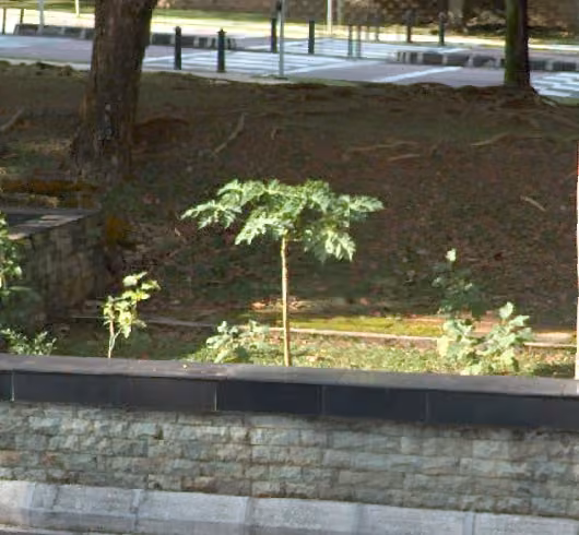 tree photo