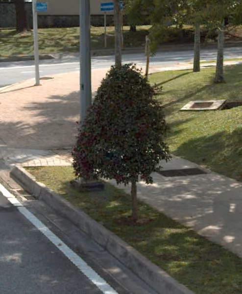 tree photo