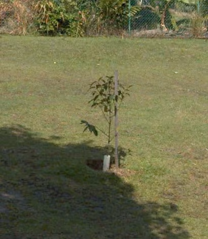 tree photo