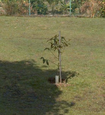 tree photo