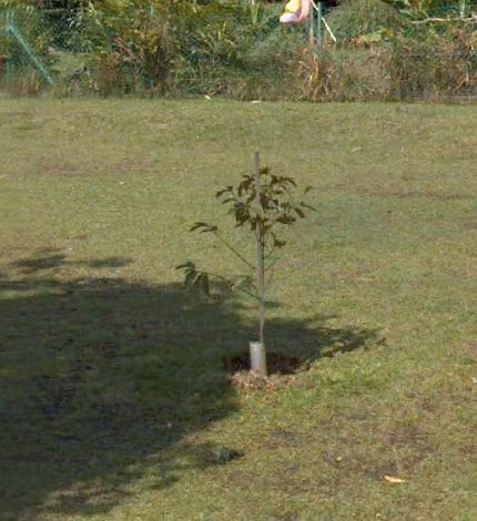 tree photo