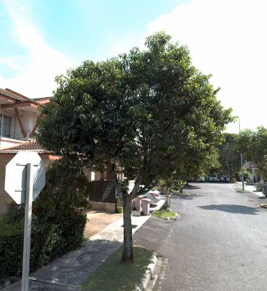 tree photo