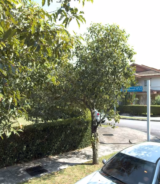 tree photo