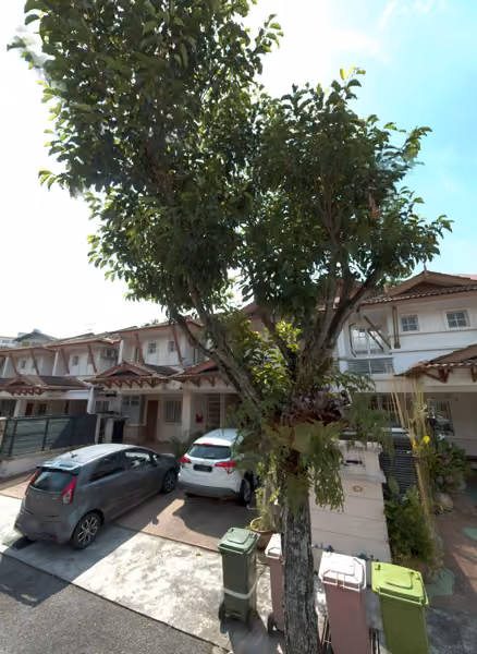 tree photo