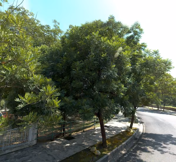 tree photo