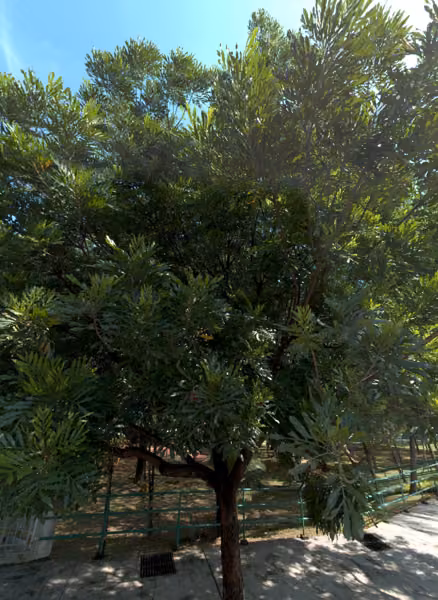 tree photo