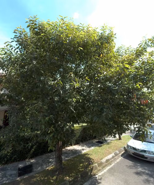tree photo