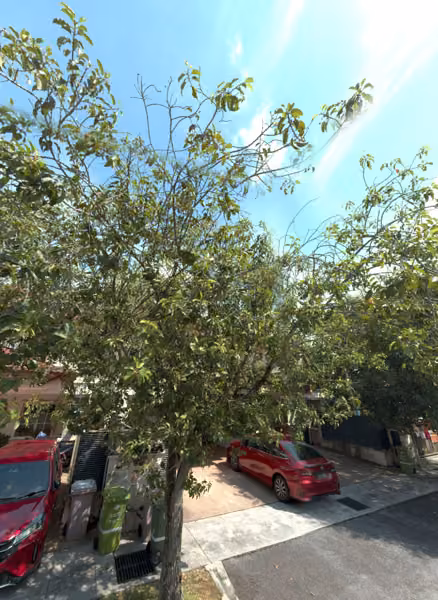 tree photo