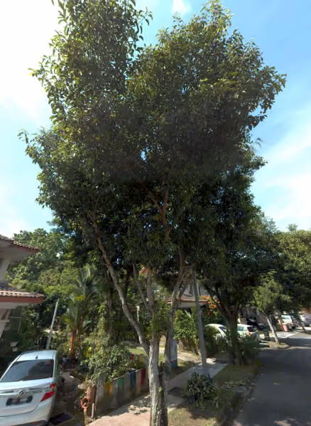 tree photo