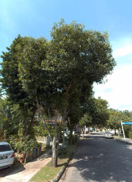 tree photo