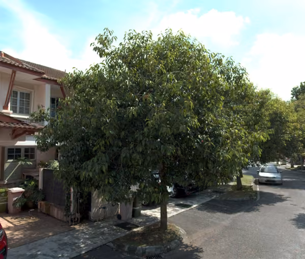 tree photo