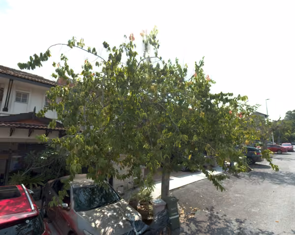 tree photo