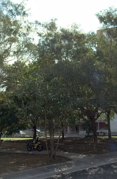 tree photo