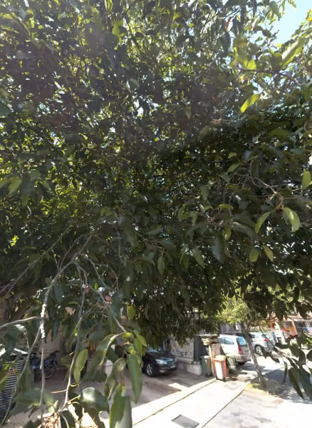 tree photo